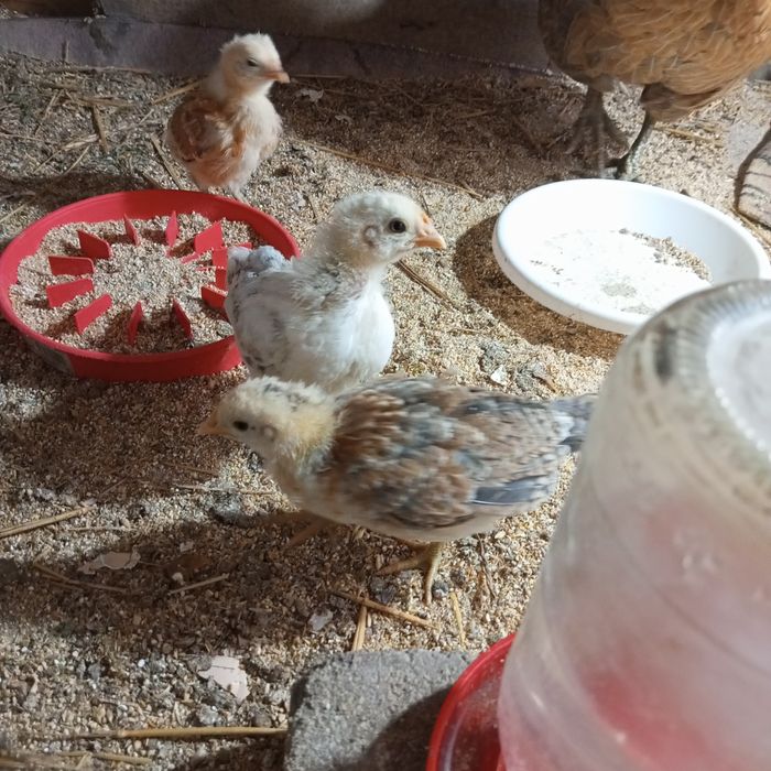 Продам цыплят.месячных.шустрые