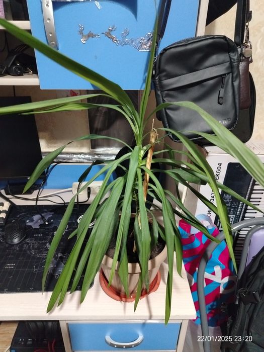 Цветок домашний цена 1000тг