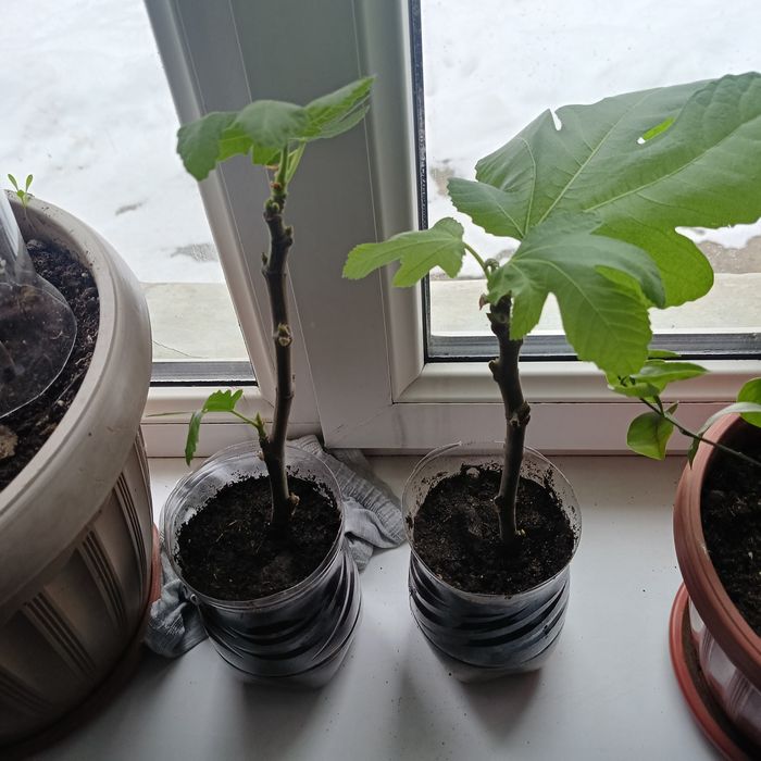 Продам инжир Брунсвик.