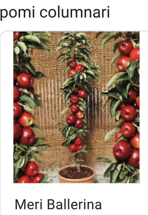 Mar miez rosu , red love