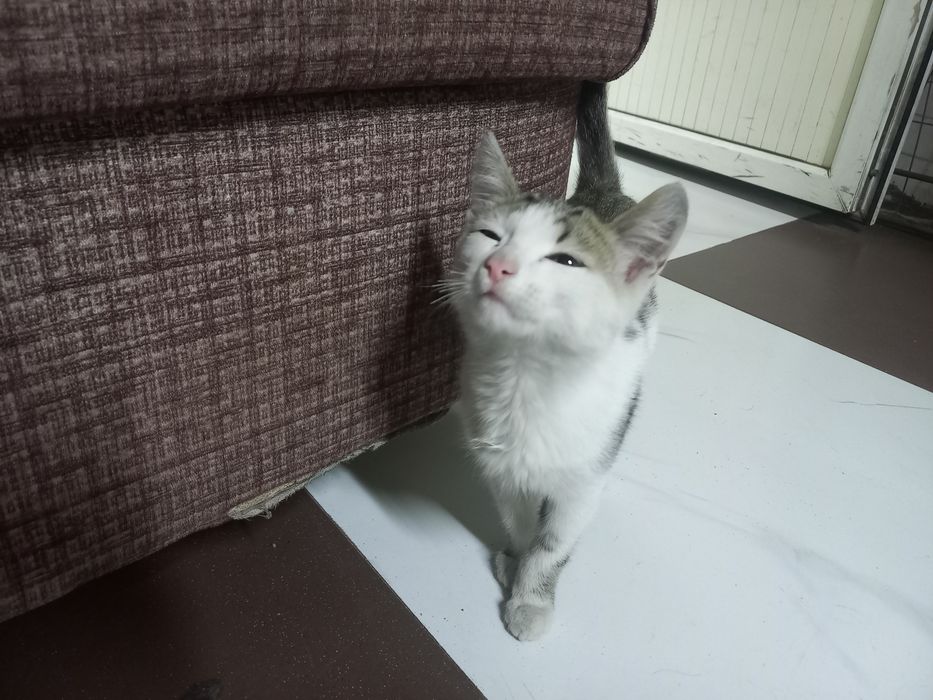 Кошка 3-5 месяцев
