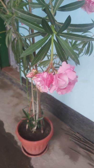 Растение. Цветы. Алиандра.