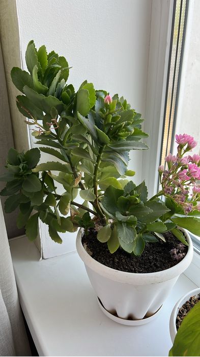 Каланхоэ и «Женское счастье» цветы