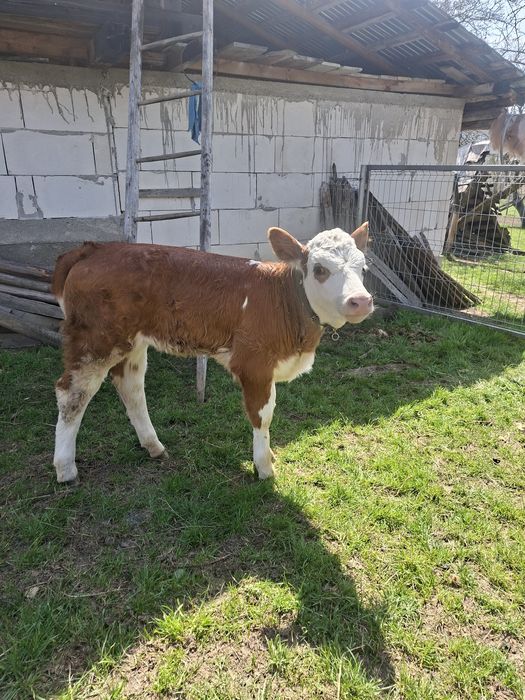 Vitea baltata 4 săptămâni