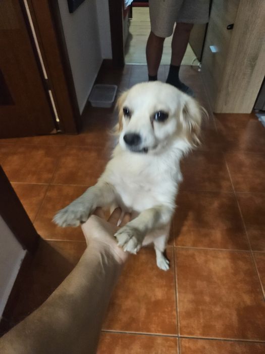 Adoptie 2 catelusi, impreuna sau separat, o mama si un pui