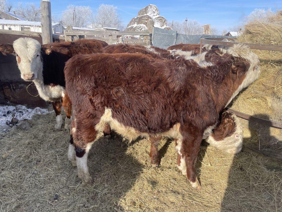 Продаются годовалые бычки.