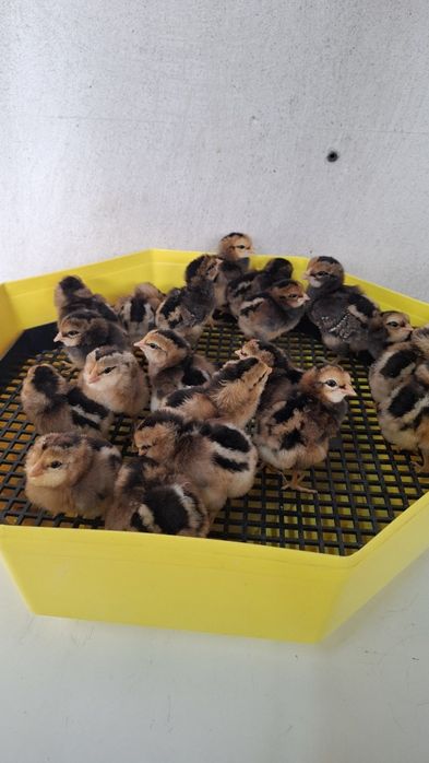 Pui araucana potarnichiu salbatic