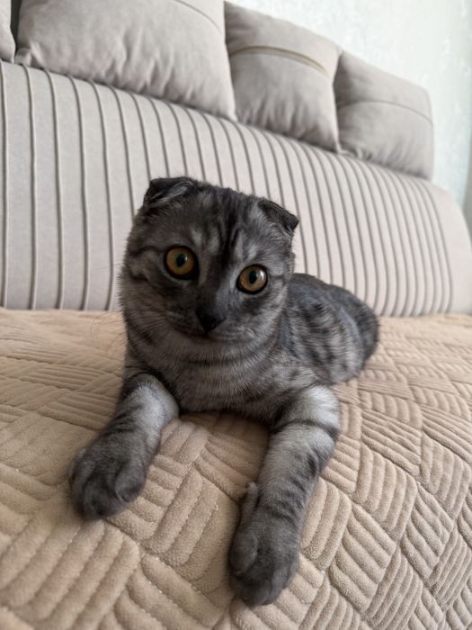 продам шотладского котенка
