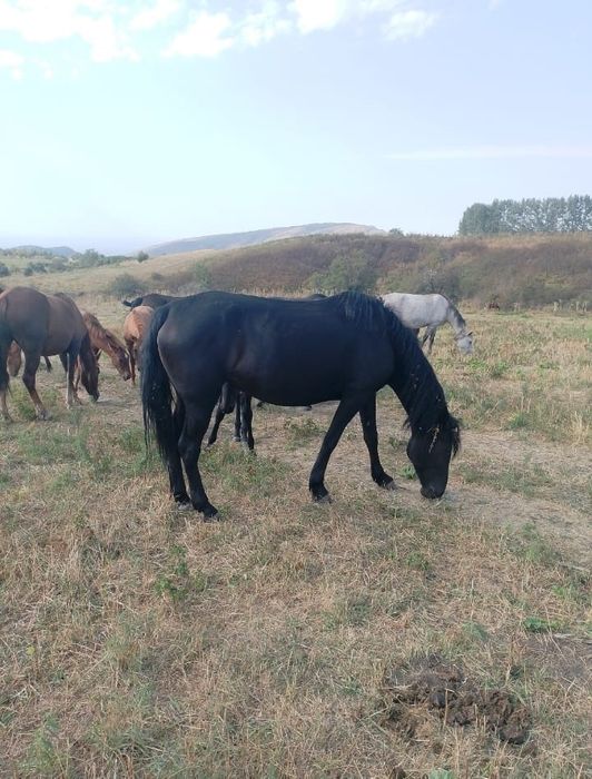 Кобылка с жеребенком и байталка  прошу прочитать внимательно