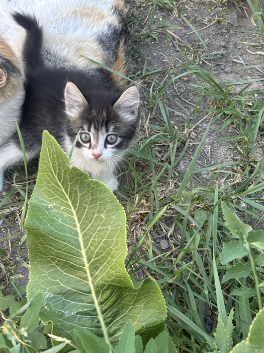 Котята крысоловы
