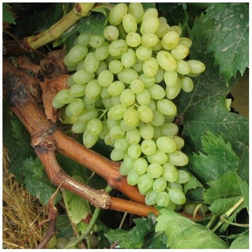 Vita de Vie (De Masa Fără Sâmburi)