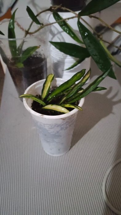 Продам хойи разные