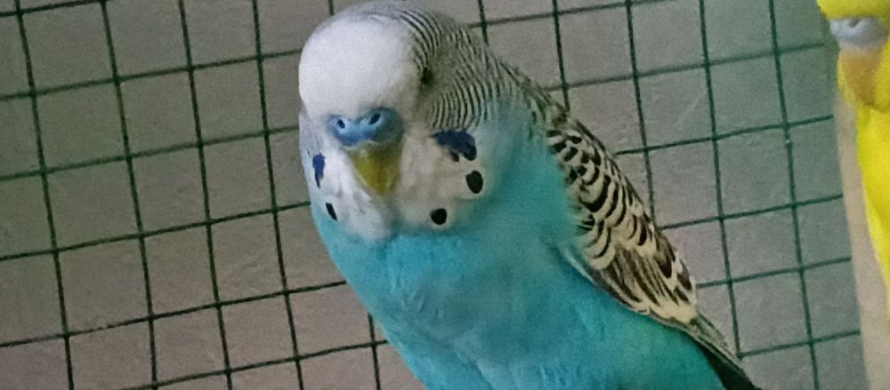 Vplnistiy papugaylar