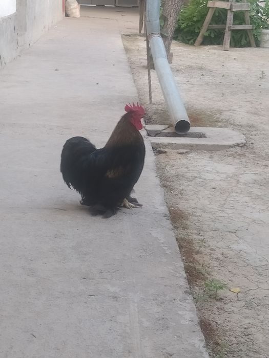 Bir par.    6.  jojalari bn 700min som