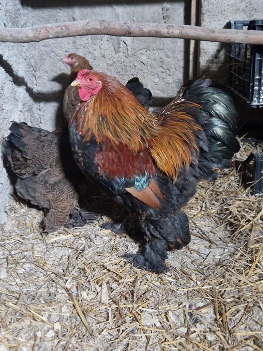 Brahma pitic HD, HDA, Potarnichiu