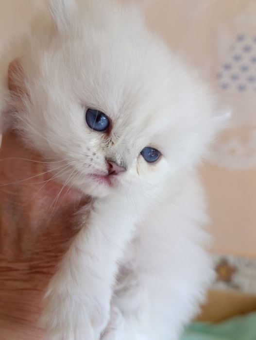 British Longhair  fetite.