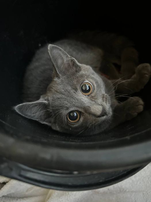 Помогите найти котенка