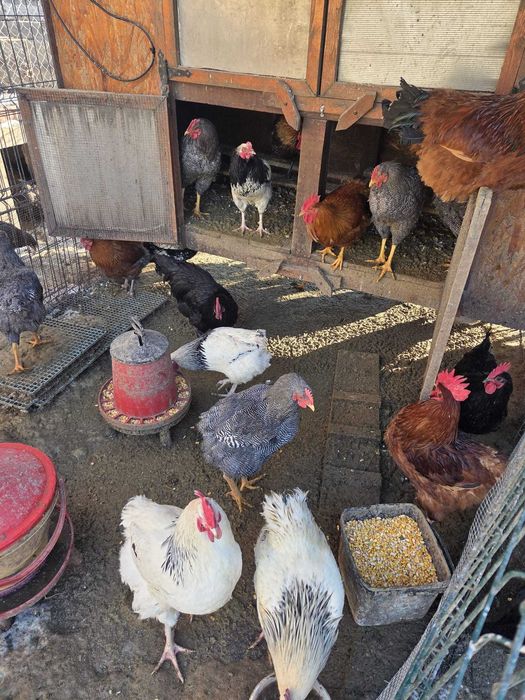 Vând cocoși de diferite rase