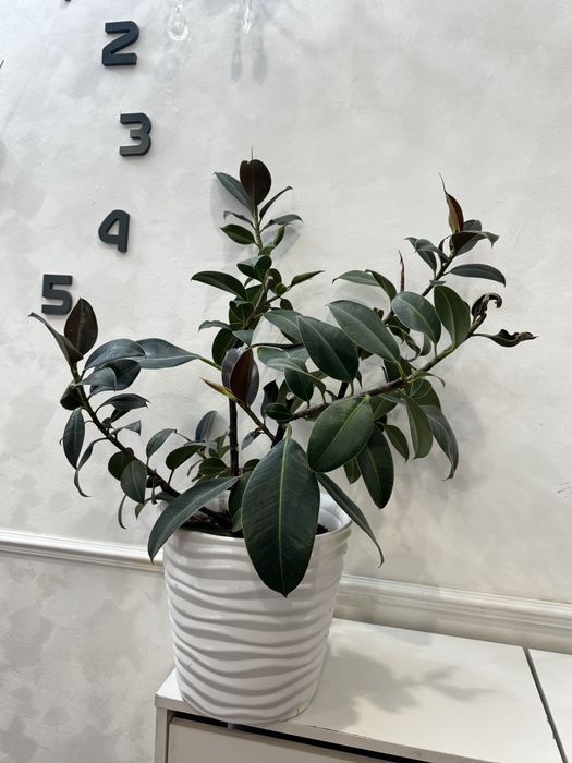 Продам комнатные цветы