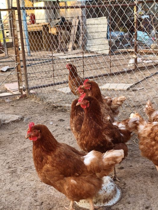 Тауық сатылады Ламан браун