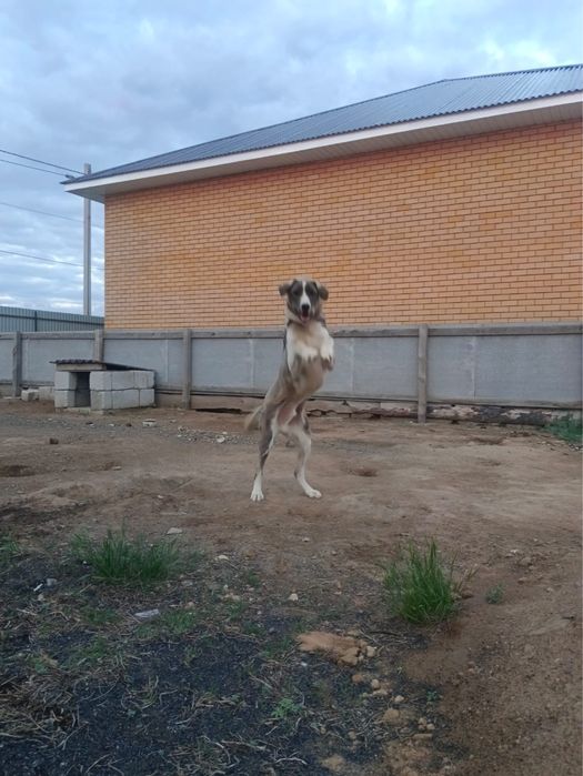 Собака мальчик 2года казахская