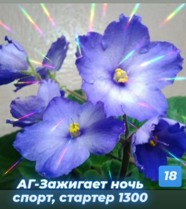 Сортовые фиалки разные