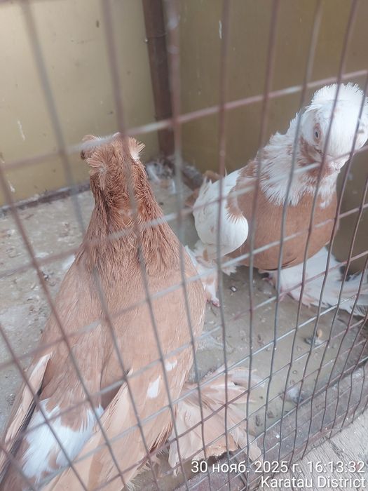 Голуби новаты пара