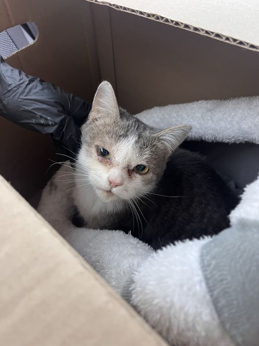 Кошечка 9месяцев