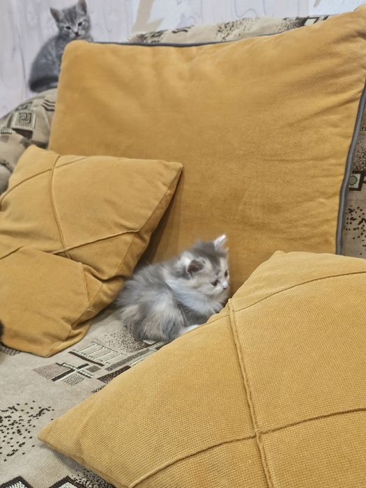 Пушистая кошечка ищет себе дом