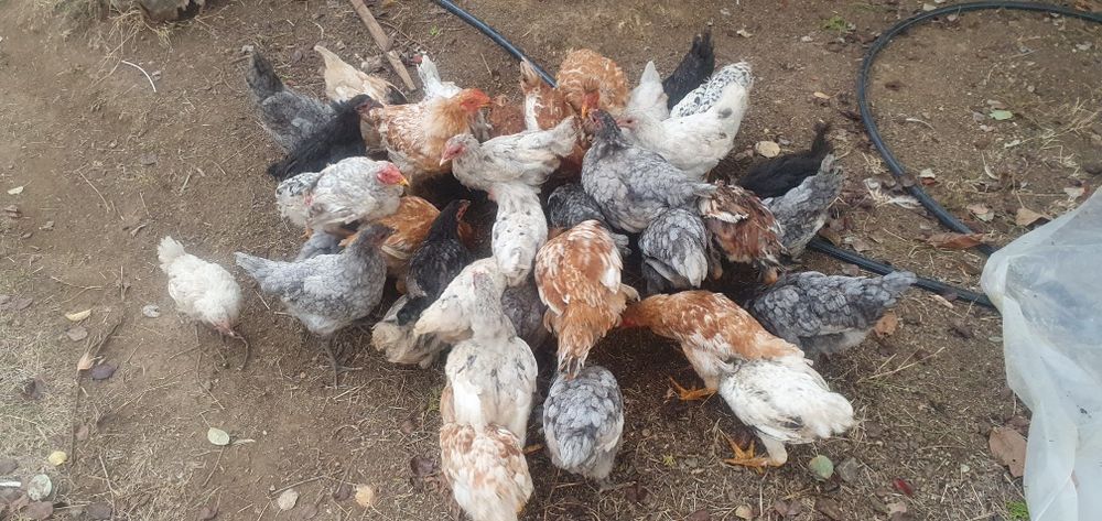 Vând pui de gaina australorp și rasa mixtă