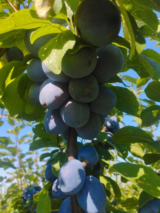 Prune pentru tuica