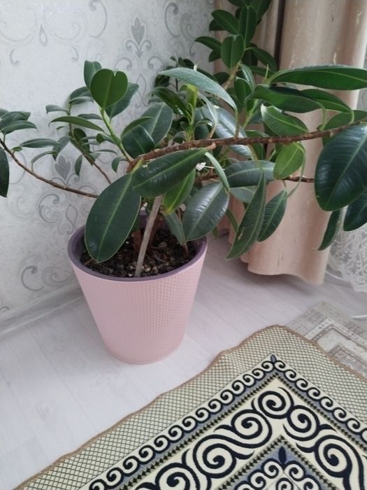 Продам срочно цветы комнатные