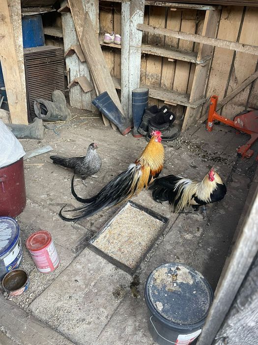 Vând pereche de phoenix