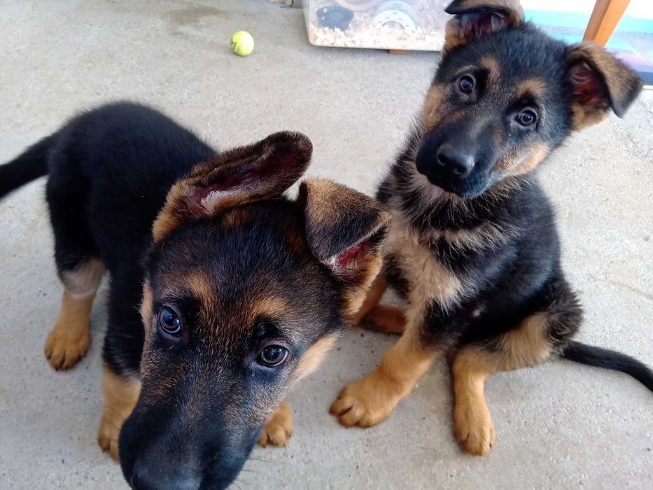 Немски овчарки бебета – 2 месеца, ваксинирани