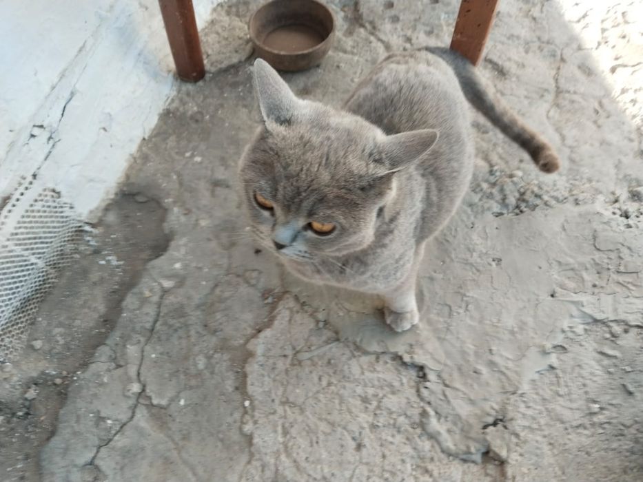 В добрые руки красивые котята