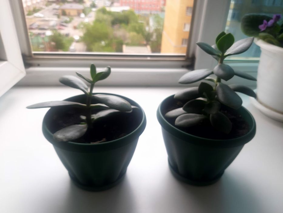 Продам денежное дерево