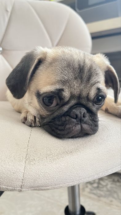 Продам щенка мопса