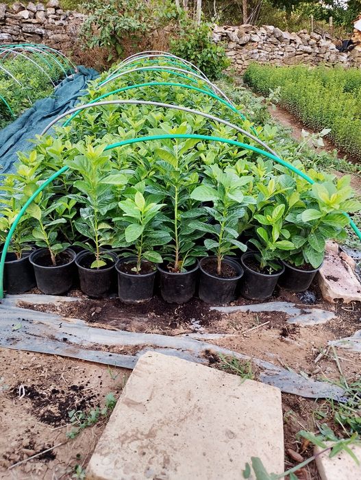 Лавровишна ,,Новита'' 1л. саксия