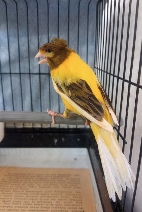 Kanareka sayroqi chubli qora bosh avle nar sotladi