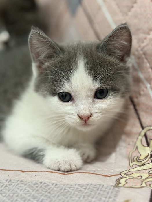 Отдам котят. Возраст 2 месяца
