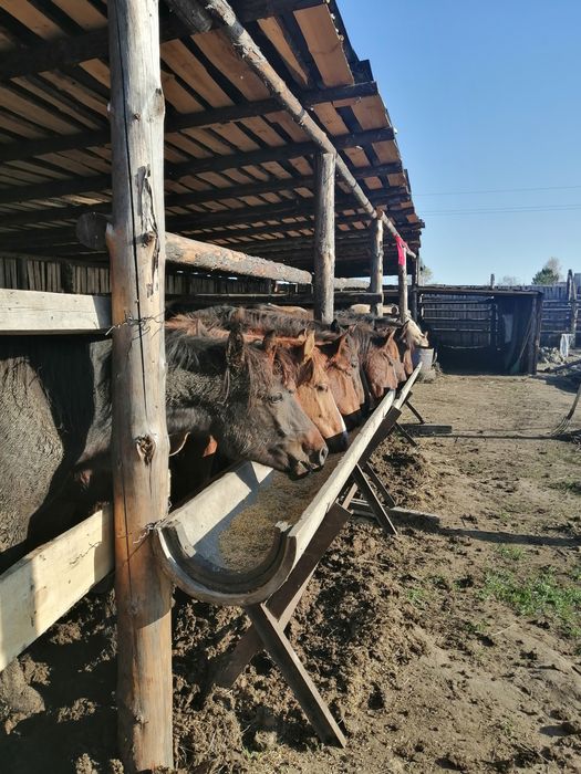 Продам құнан 12голов стоят на откорме.