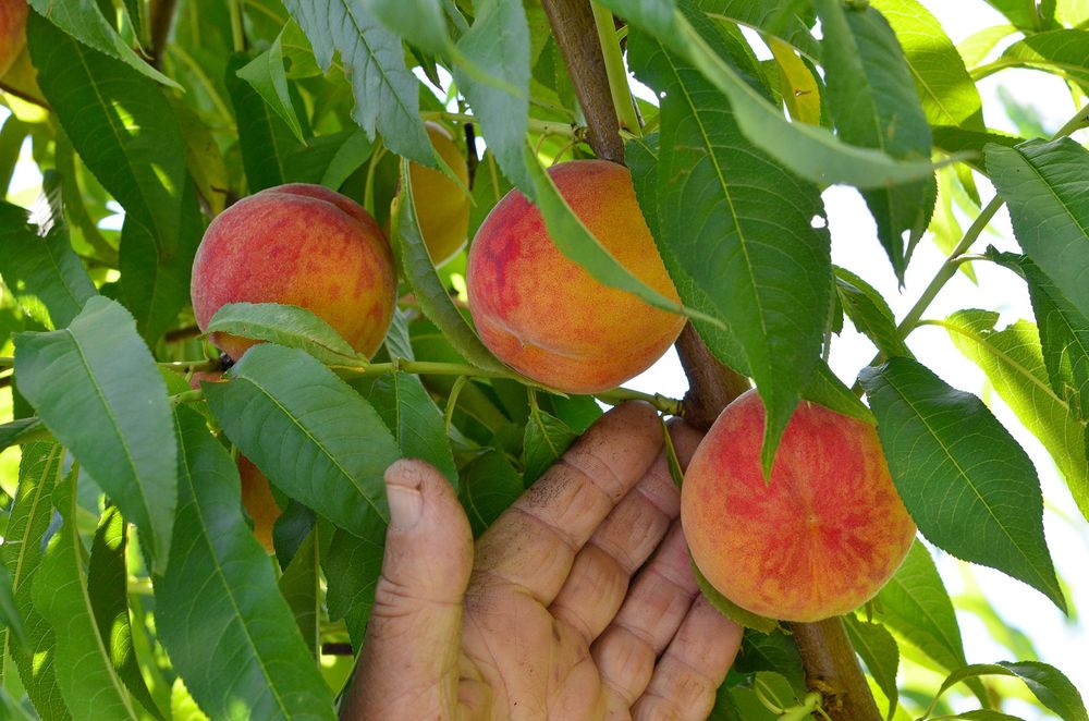 Pomi Fructiferi  Stravechi Glia Stramoseasca(Piersic )