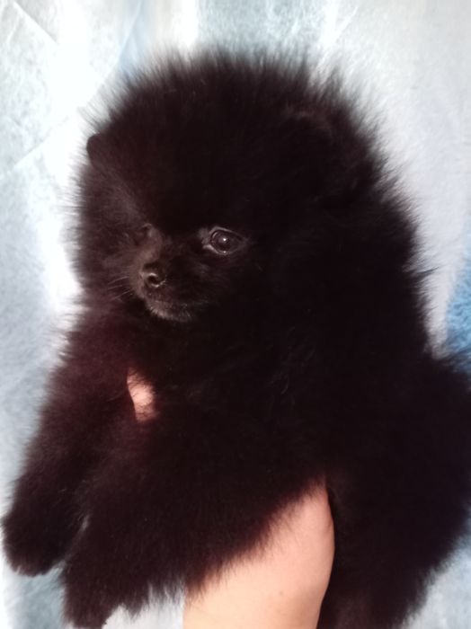 Продам щенков шпица