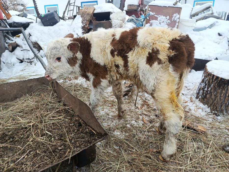 Продам  две коровы