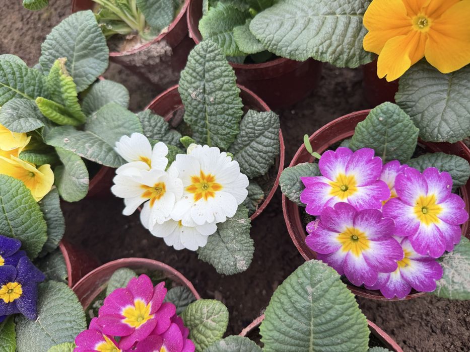 Цветы оптом разные