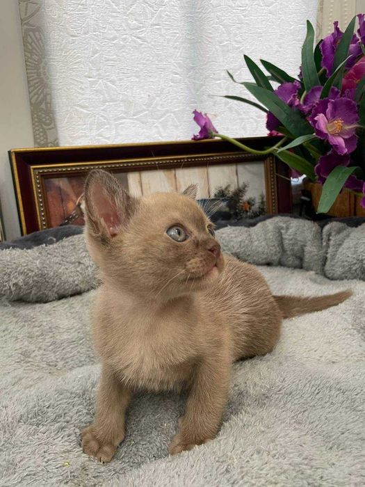 Шикарный котенок европейской Бурмы