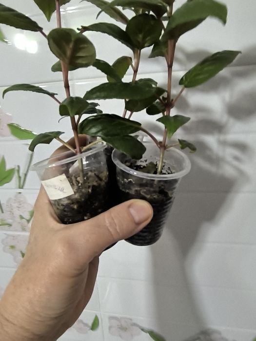 Укорененные черенки фуксий.