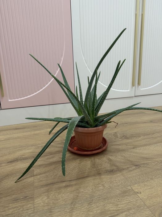 Алоэ цветы домашние