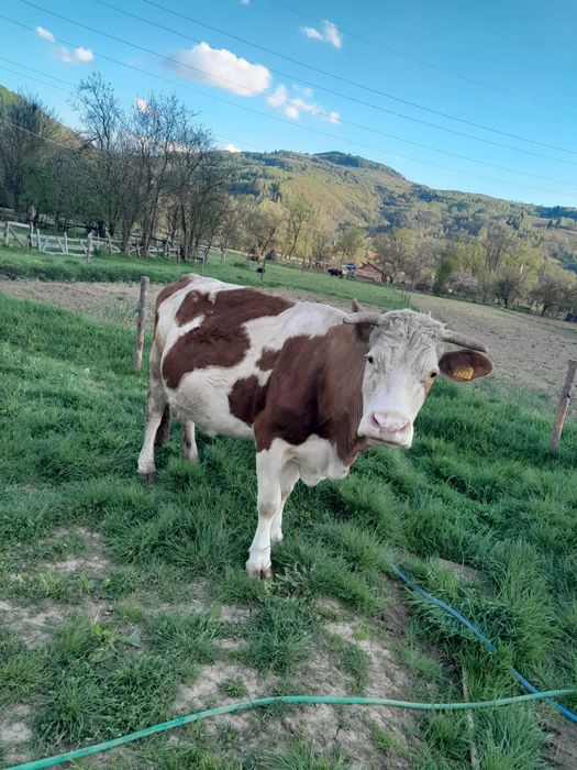 Vaca de vanzare cu vitel