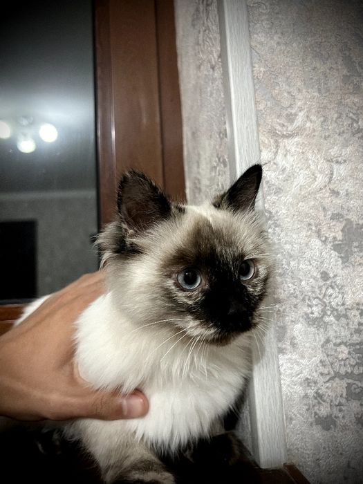 Birman mushugi 150¥